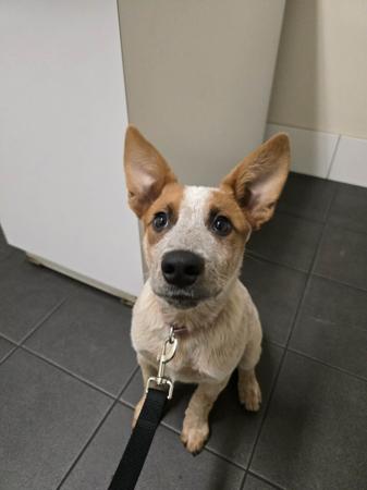 Australian Stumpy Tail Cattle Dog puppy for sale by SARAHLUKEWADDYGMAIL