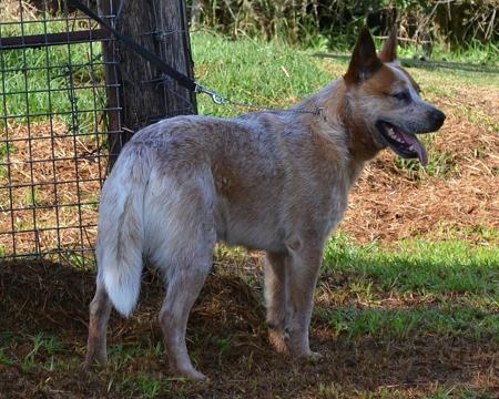 Australian Cattle Dog for sale by HEELERSRIDGE