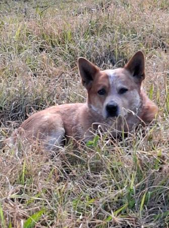 Australian Cattle Dog for sale by HEELERSRIDGE