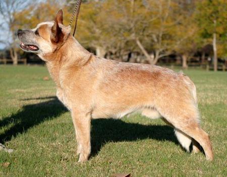 Australian Cattle Dog for sale by HEELERSRIDGE