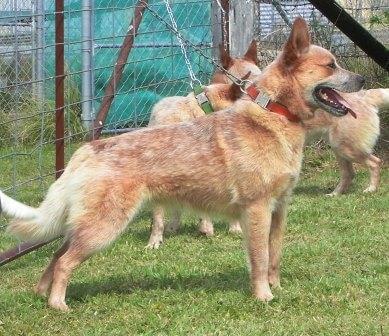 Australian Cattle Dog for sale by HEELERSRIDGE
