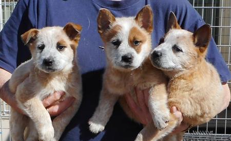 Australian Cattle Dog for sale by HEELERSRIDGE