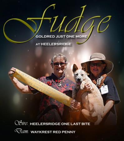 Goldred Just One More at Heelersridge Australian Cattle Dog
