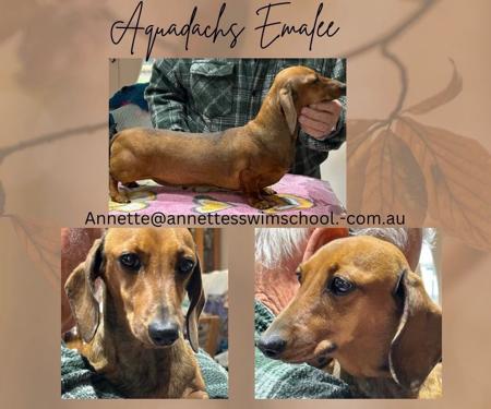 Dachshund (Miniature Smooth Haired) puppy for sale by AQUADACHS