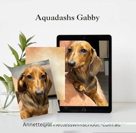 Dachshund (Miniature Smooth Haired) puppy for sale by AQUADACHS