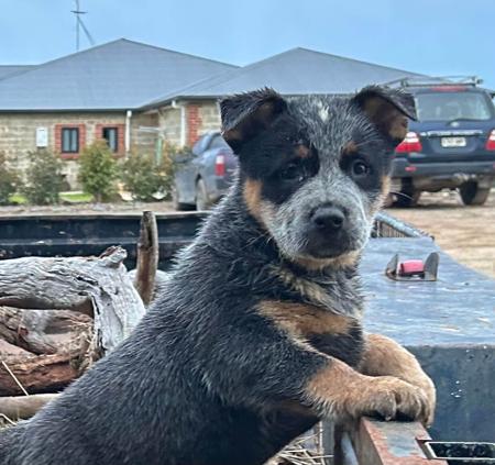 Australian Cattle Dog puppy for sale by WUCHELLI