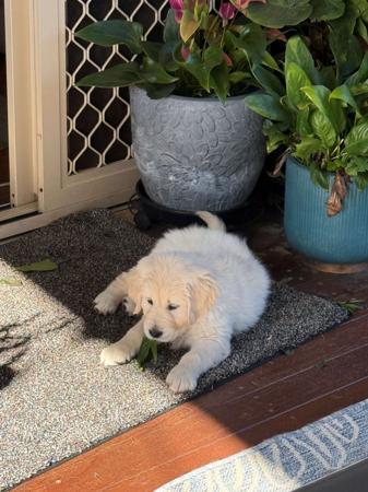 Golden Retriever puppy for sale by IMATRIEVER