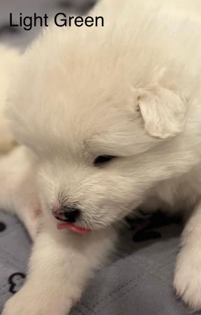 Samoyed puppy for sale by SINNY