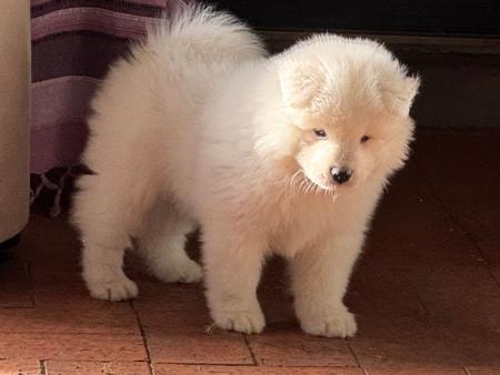 Samoyed puppy for sale by SINNY