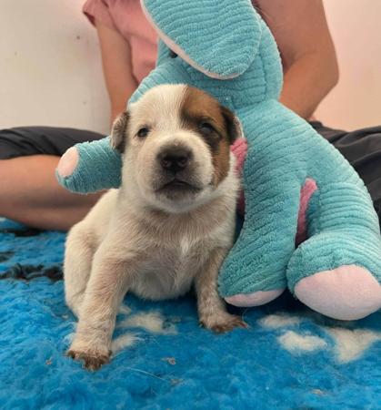 Australian Cattle Dog for sale by RABBITFLATS