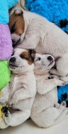 Australian Cattle Dog for sale by RABBITFLATS