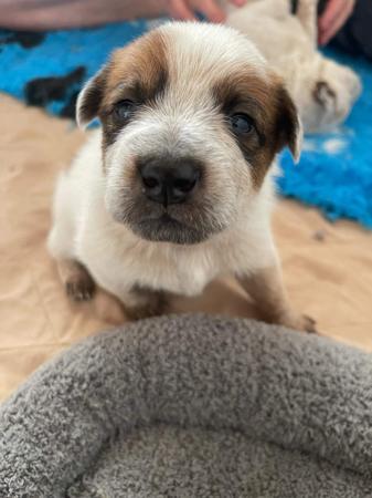 Australian Cattle Dog for sale by RABBITFLATS