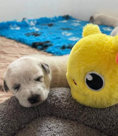 Australian Cattle Dog for sale by RABBITFLATS