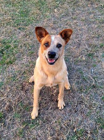 Australian Cattle Dog for sale by RABBITFLATS