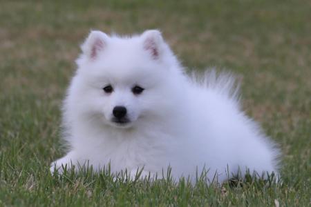 Japanese Spitz puppy for sale by MATHILDAPARK