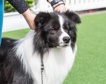 Border Collie for sale by MATHILDAPARK
