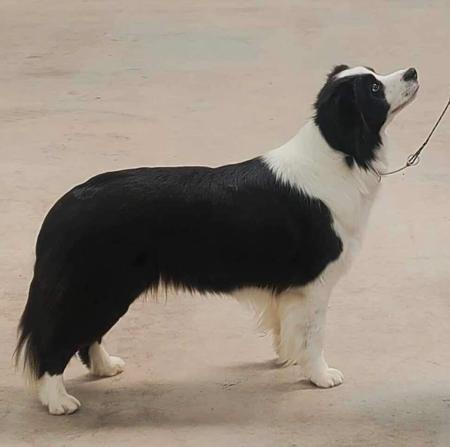 Border Collie for sale by MATHILDAPARK
