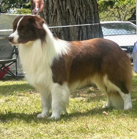 Border Collie for sale by MATHILDAPARK