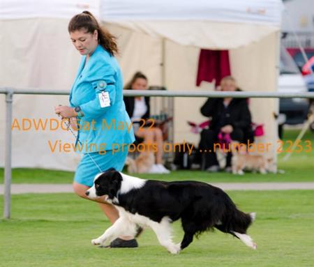 Border Collie for sale by MATHILDAPARK