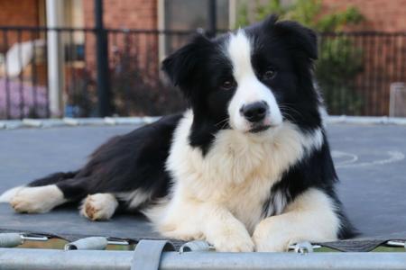 Border Collie for sale by MATHILDAPARK