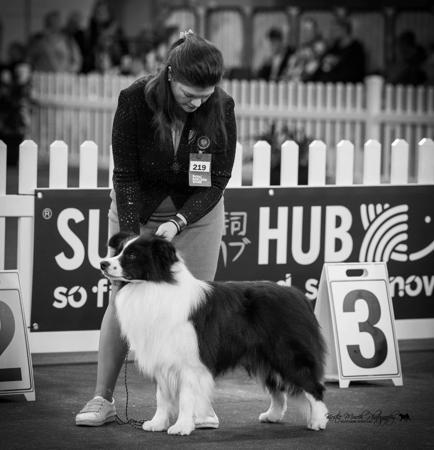 Border Collie for sale by MATHILDAPARK