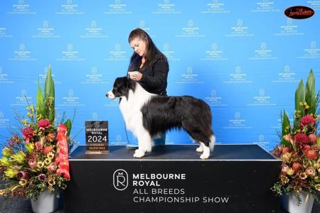 Border Collie for sale by MATHILDAPARK