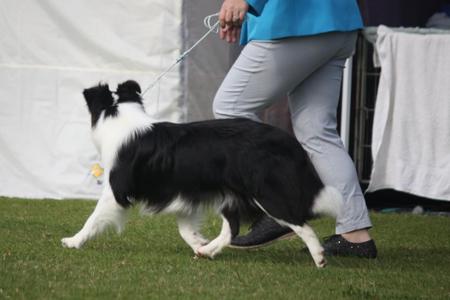Border Collie for sale by MATHILDAPARK