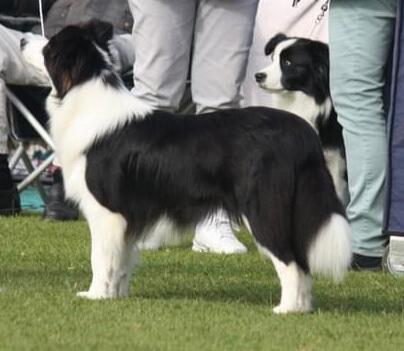 Border Collie for sale by MATHILDAPARK