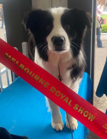 Border Collie for sale by MATHILDAPARK