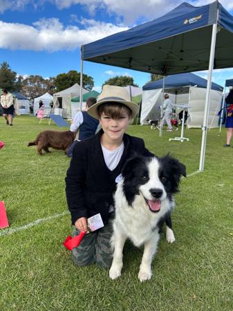 Border Collie for sale by MATHILDAPARK