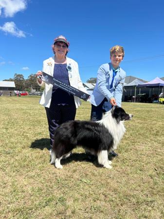 Border Collie for sale by MATHILDAPARK