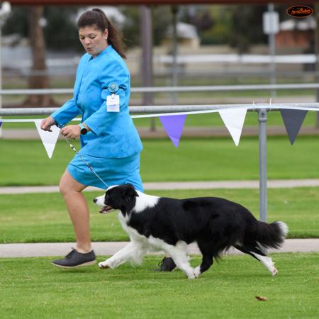 Border Collie for sale by MATHILDAPARK