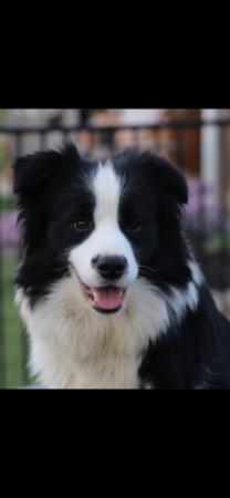 Border Collie for sale by MATHILDAPARK