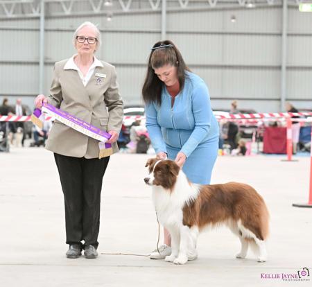 Border Collie for sale by MATHILDAPARK