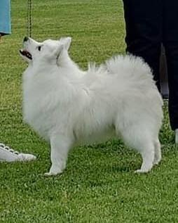 Japanese Spitz for sale by MATHILDAPARK