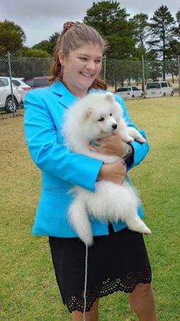 Japanese Spitz for sale by MATHILDAPARK