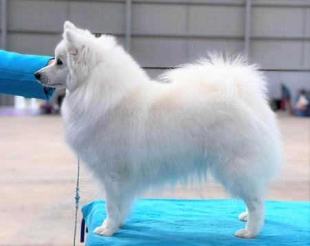Japanese Spitz for sale by MATHILDAPARK