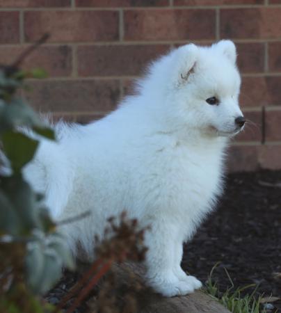 Japanese Spitz for sale by MATHILDAPARK