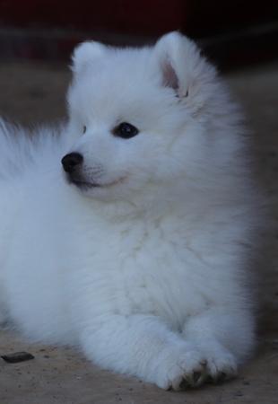 Japanese Spitz for sale by MATHILDAPARK