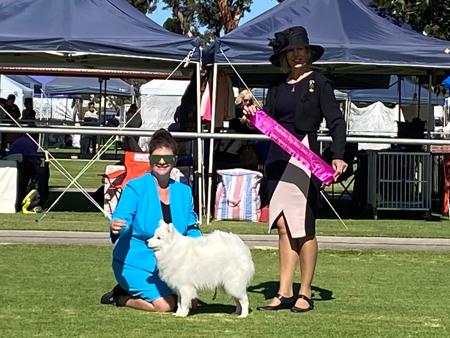 Japanese Spitz for sale by MATHILDAPARK