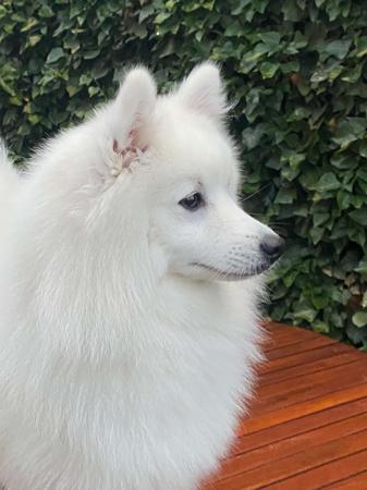 Japanese Spitz for sale by MATHILDAPARK