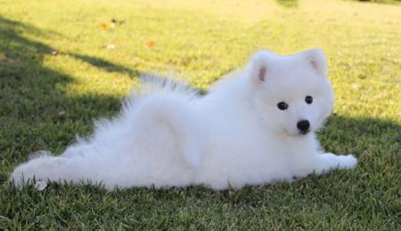 Japanese Spitz for sale by MATHILDAPARK