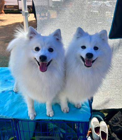 Japanese Spitz for sale by MATHILDAPARK