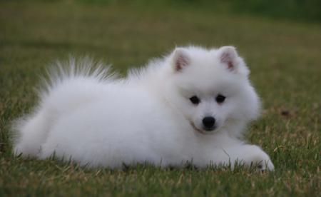 Japanese Spitz for sale by MATHILDAPARK
