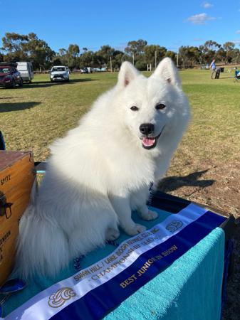 Japanese Spitz for sale by MATHILDAPARK