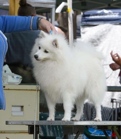 Japanese Spitz for sale by MATHILDAPARK
