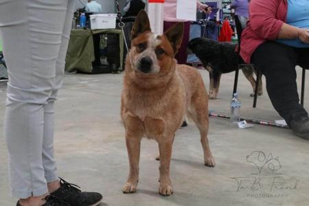 Australian Cattle Dog for sale by MATHILDAPARK