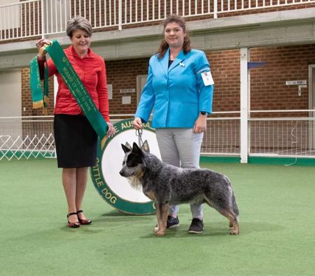 Australian Cattle Dog for sale by MATHILDAPARK