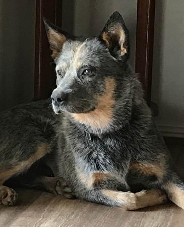 Australian Cattle Dog for sale by MATHILDAPARK