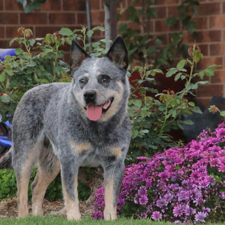 Australian Cattle Dog for sale by MATHILDAPARK